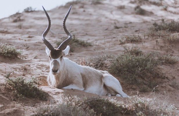Agadir Souss Massa national park with mini Sahara Half Day Trip