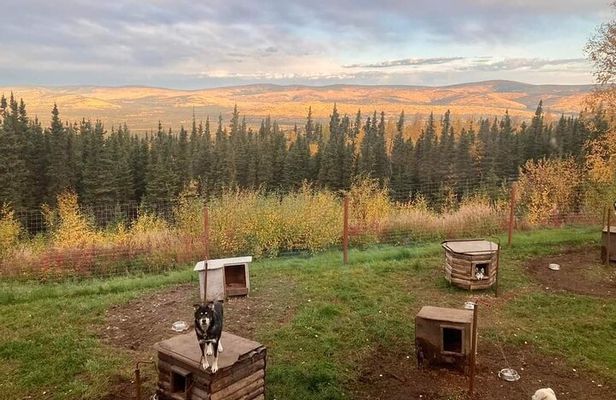 Sluice Box Kennel Experience