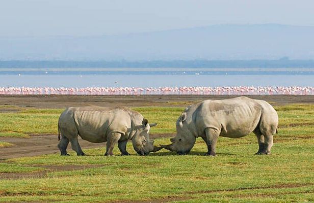 One Day Tour to Lake Nakuru from Nairobi 4WD