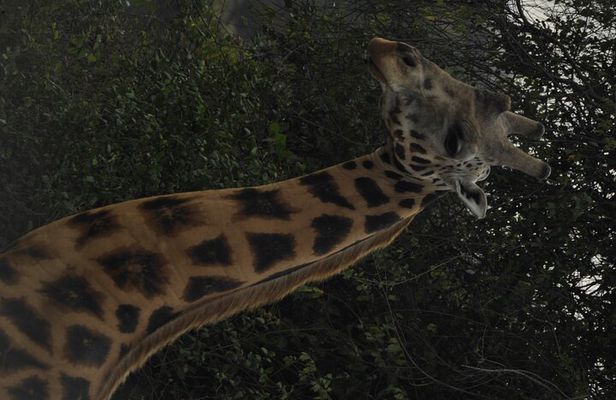 3 Days Murchison Falls national park with Rhino tracking