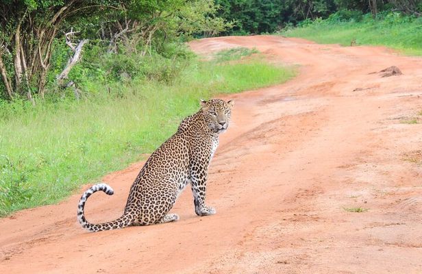 Morning Half-Day 7Hrs Safari Yala National Park