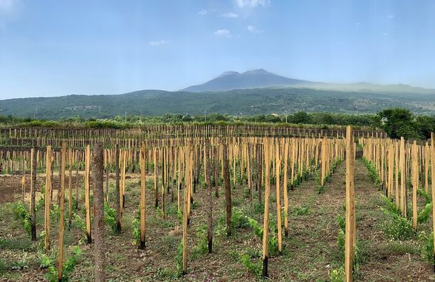 Etna Wine Tasting Tour with Lunch and Local Delicacies
