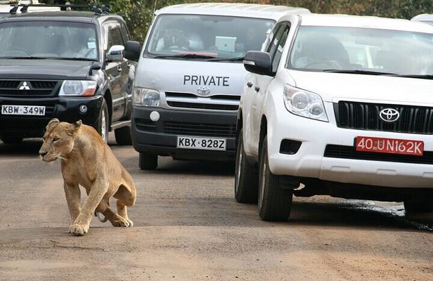 Half day Guided Game Drive Safari in Nairobi Park by 4x4 Jeep