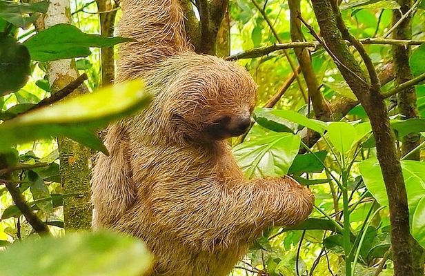 Sloth tour, Coffee, Chocolate and Tons of Wildlife 