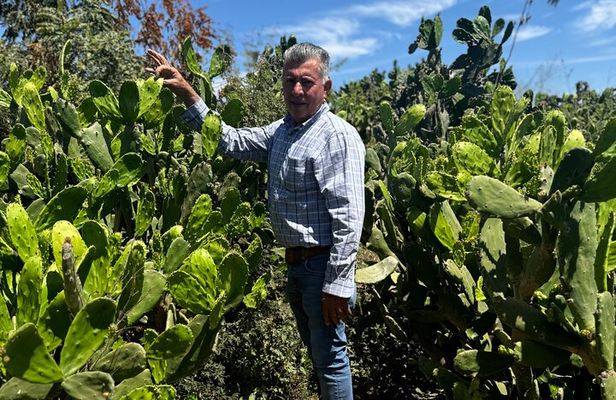 Fruit Garden and Mezcal Tasting Tour with Lunch Included