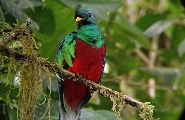 Monteverde Cloud Forest Tour nature hike