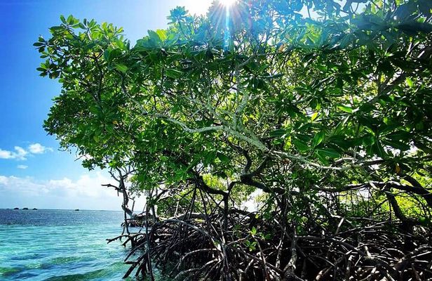 Boat Tour in 1/2 Day in the Great Ass of Sailing Bag