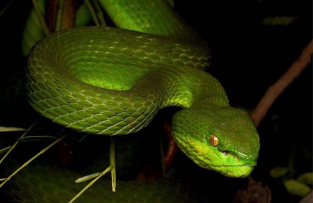 Hoi An Night Herping Tour Snakes Vipers and Wildlife