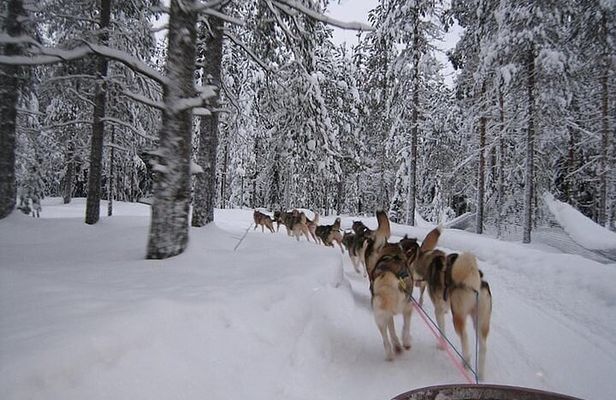 Experience 5-km Husky Safari from Levi