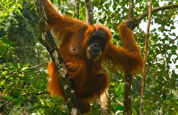 1 Day Orangutan Jungle Trek in Sumatra