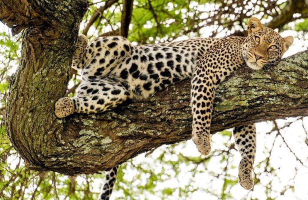 5 Day Private Midrange Safari in Tanzania