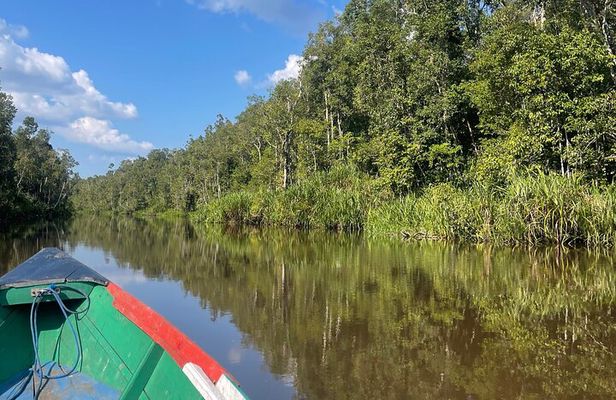 Ethical Orangutan River Cruise around Tanjung Puting 1D0N