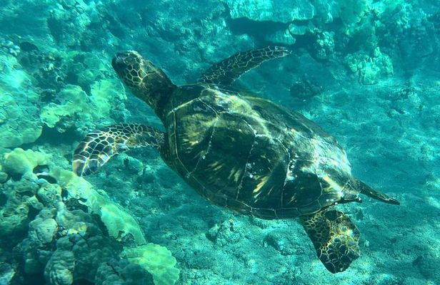 Lahaina Reef Snorkeling Adventure in Maui