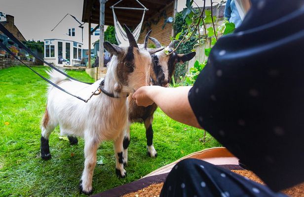 Pygmy Goat Walk