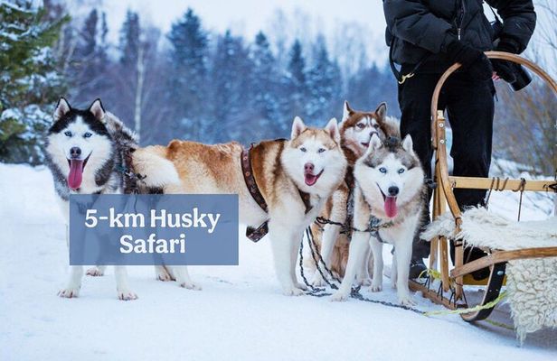 Experience 5-km Husky Safari from Levi
