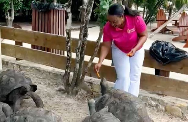 Laviscount Island, Giant Tortoises and Long Bay Beach