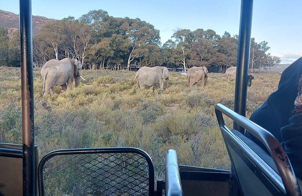 Full Day Big 5 Safari & Wine Tasting Tour with Pre-Booked Ticket