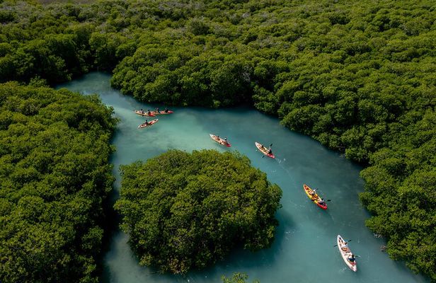 2 Hour Mangrove Kayak and Snorkel Tour