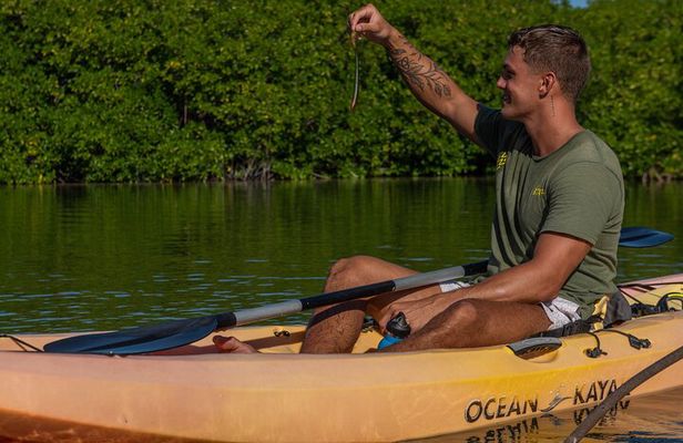 1 Hour Mangrove Kayak Tour