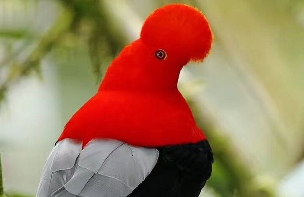 Mindo Birdwatching Discover the Hidden Wonders of Ecuador