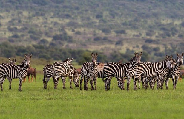 Akagera National Park Wildlife Experience