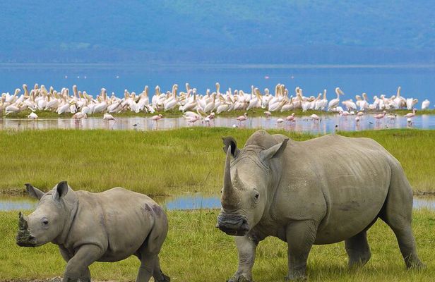 Ngorongoro Crater Private 4-Day Tour Karibu Heritage House