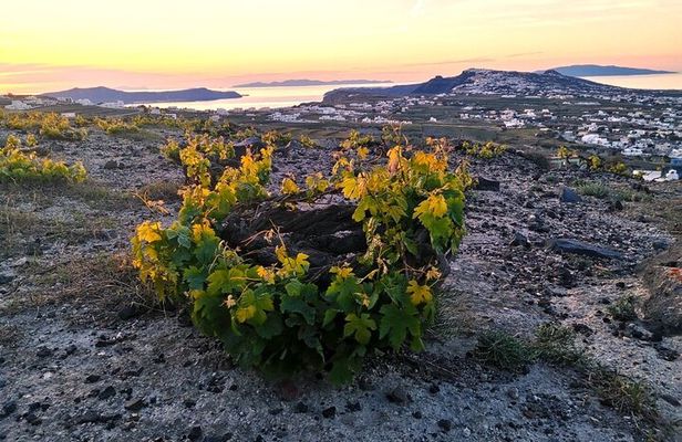 Terroir Santorini-Grand Sunset Experience