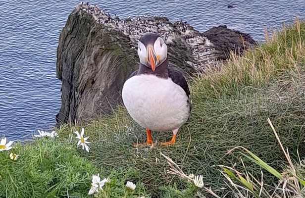 The Puffin Express