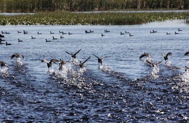 1 Hour Florida Everglades Wildlife Tour