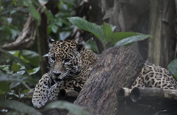 Placencia Jungle Hike and Waterfalls at Cockscomb Jaguar Preserve