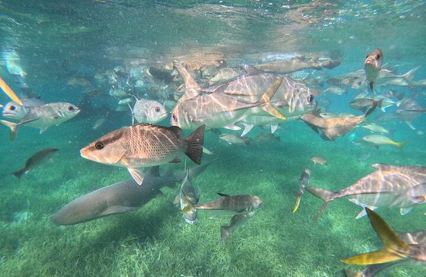 Fishing and Snorkeling Combo Tour from Hopkins Belize