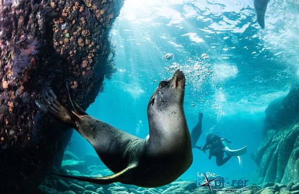 Scuba Diving Adventure in La Paz