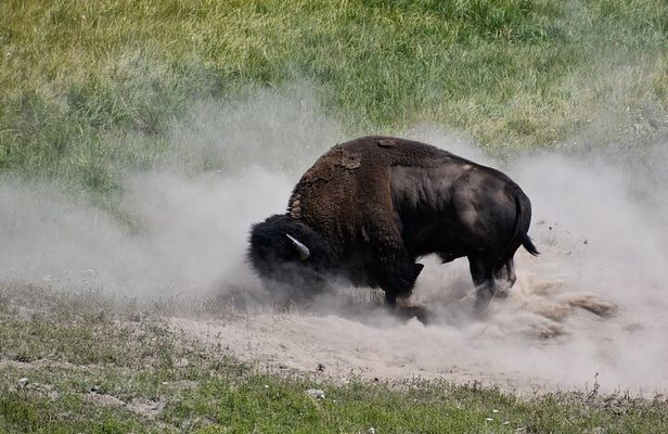 Private Guided Tour in Yellowstone National Park