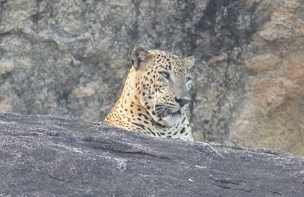 4 Hours Private Yala Safari Day Tour