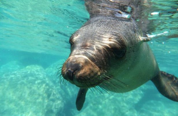 Swim with Sea Lions in La Paz