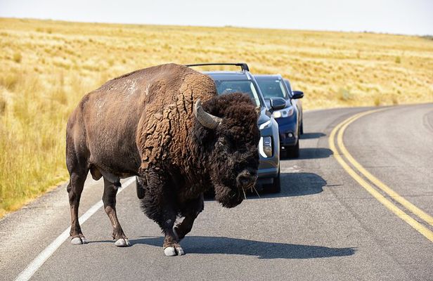 Antelope Island Wildlife Expedition Great Salt Lake Adventure