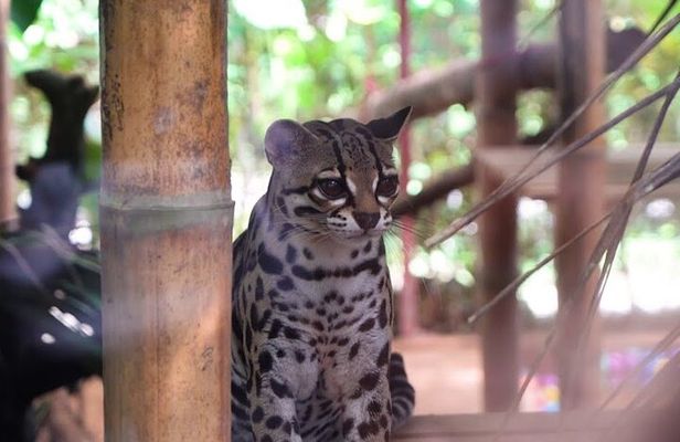 Private La Paz Waterfall Gardens & Starbucks Alsacia Coffee Tour