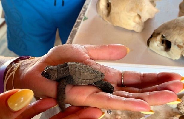 Kuriat Islands trip by Yacht 