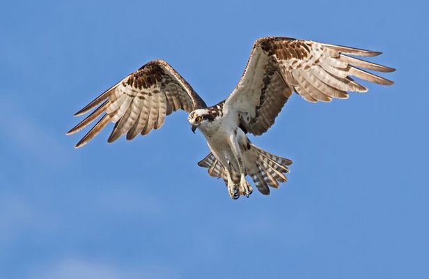 Barbados Bird Watching Experience (Transport Included)
