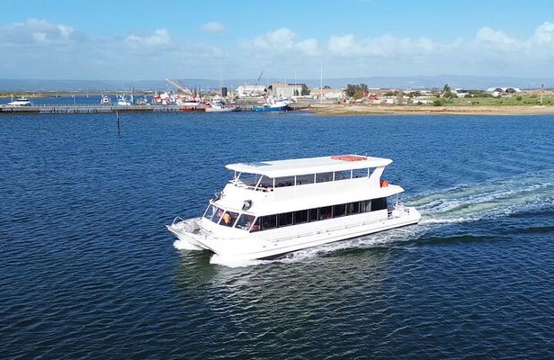 2-Hour Dolphin and Maritime Cruise in Port Adelaide
