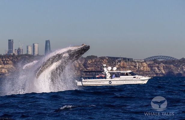 Private Luxury Intimate Whale Watching