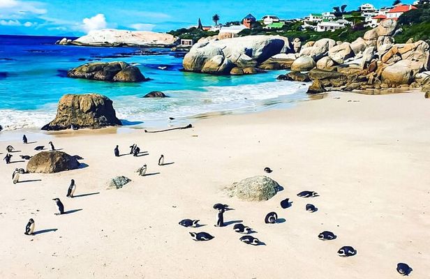 Full Day Table Mountain, Cape Point & Winelands Tour