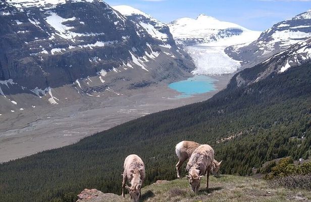 Hiking the Columbia Icefields Region with Your Private Guide