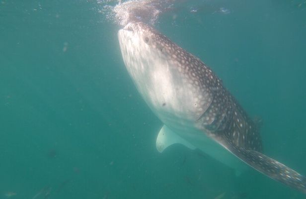 Swim with Whale Sharks in La Paz
