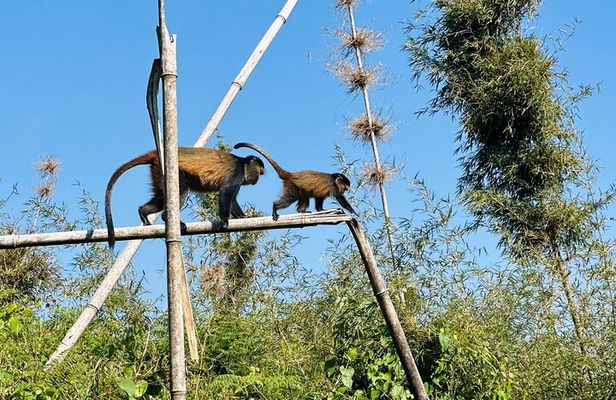 3 Days Gorilla & Golden Monkey Trekking experience Safari.