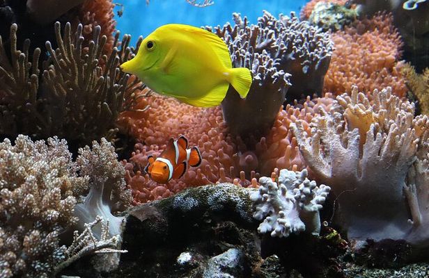 Sharm El Sheikh Canyon Adventure Jeep Safari to Blue Hole & Dahab