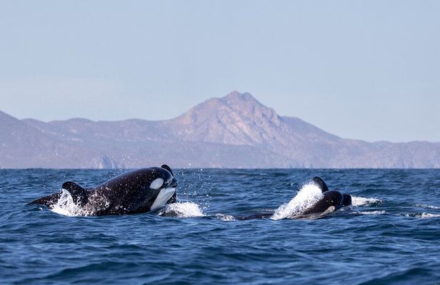 Wildlife expedition in the Sea of Cortez private trip