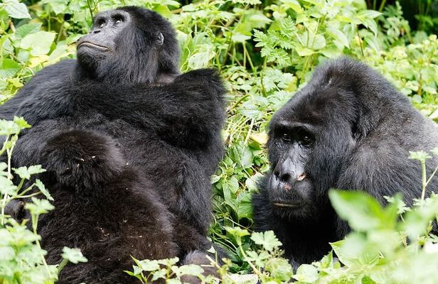 3 Days Gorilla Trekking Safari in Bwindi