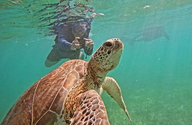 Playa del Carmen Tour Akumal Swimming With Turtles And Lagoon Yal Ku
