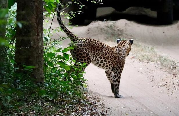 From Anuradhapura : Wilpattu Wild Haven Full-Day Safari